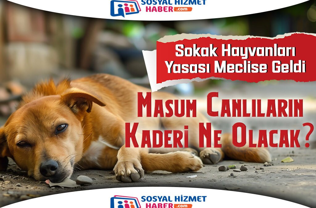 Sokak Hayvanları Konulu Tepki Çeken Yasa Meclise Geldi