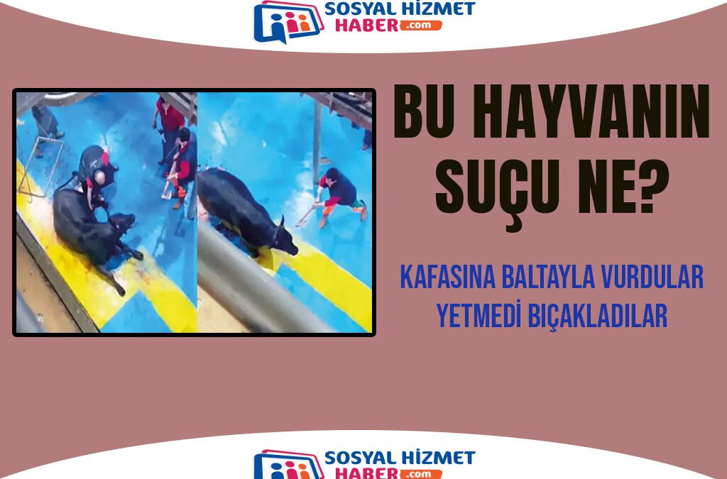 Huysuzlanan Büyükbaş Hayvana Baltayla Vurdular!